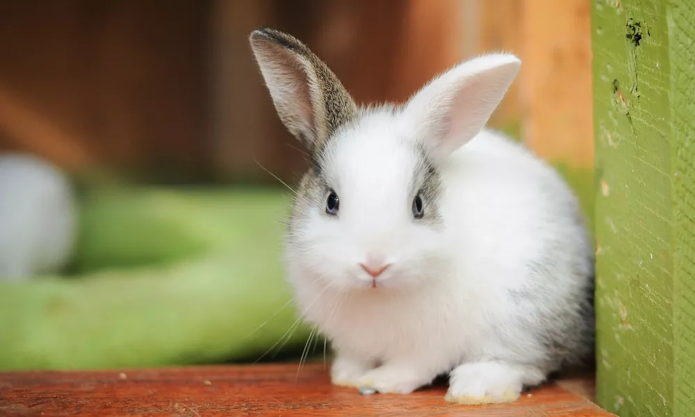 Why Do Rabbits Have So Many Bunnies?